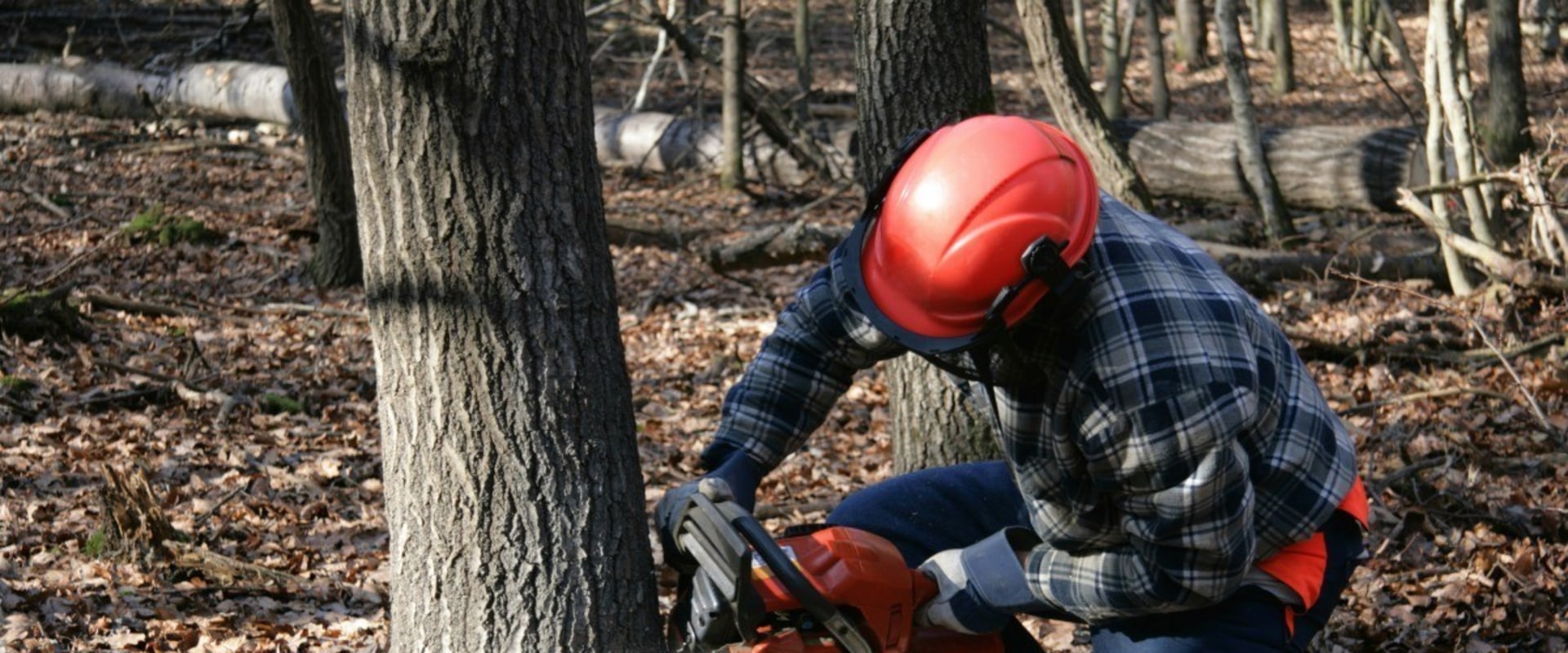 What is the Job of a Tree Feller and Arborist?