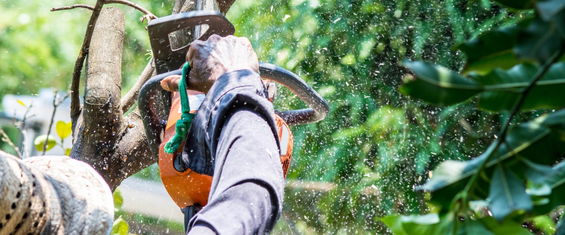 Are Tree Removal Companies Licensed? A Comprehensive Guide