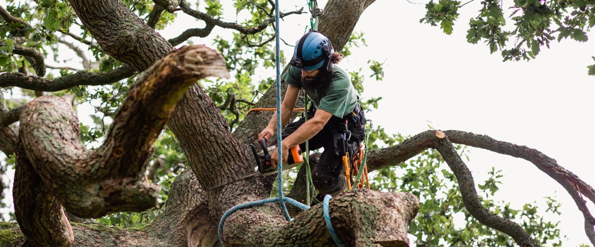 Do Tree Removal Companies Have Insurance?