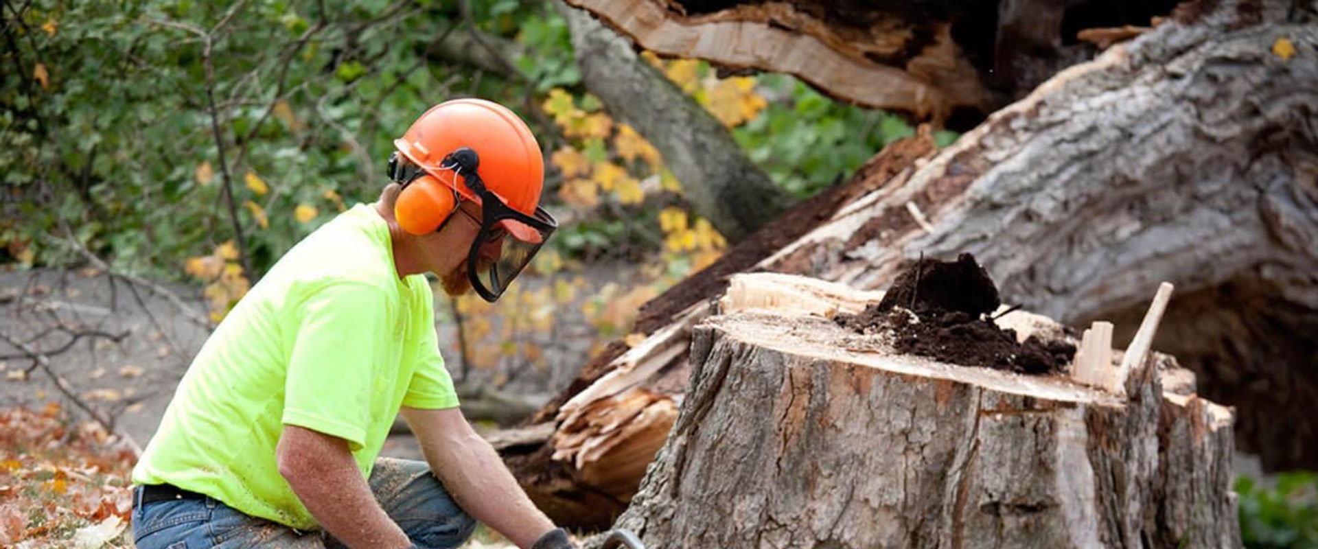 Tree Removal Service: What You Need to Know