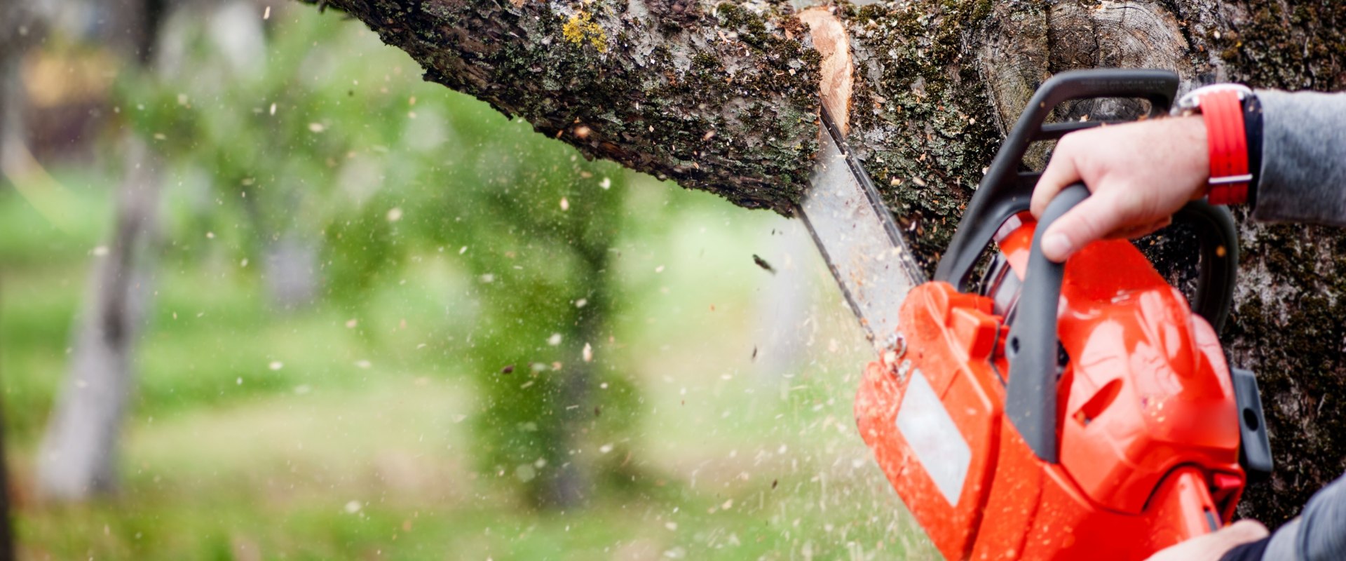 How to Choose the Right Tree Cutting Service