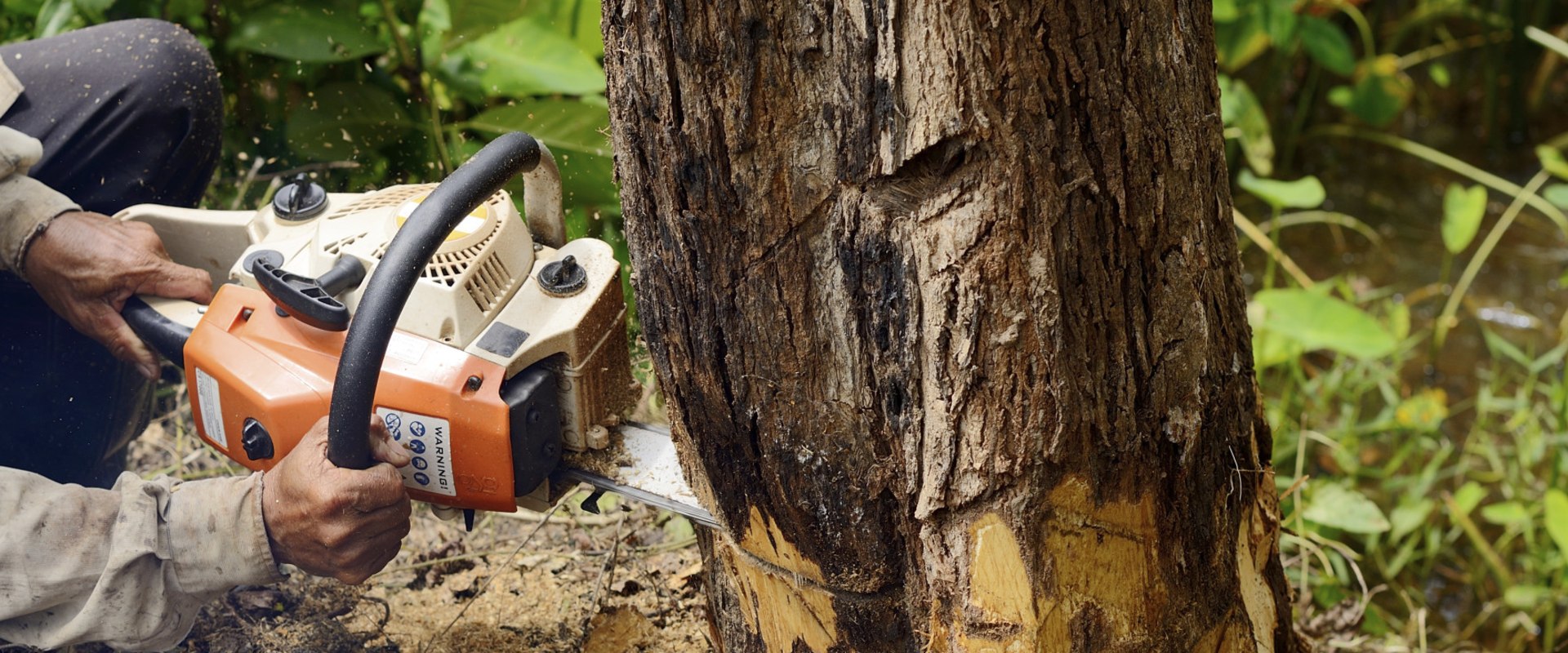 Can You Safely Remove a Tree Yourself?