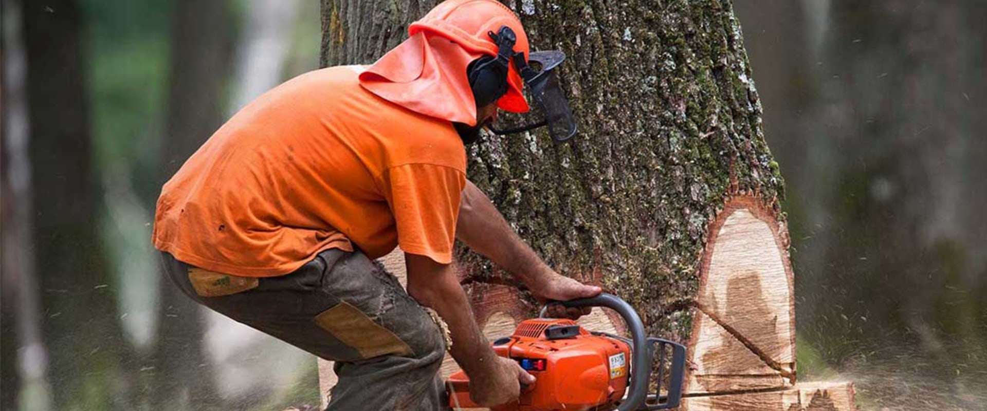 Why is Tree Removal So Expensive?