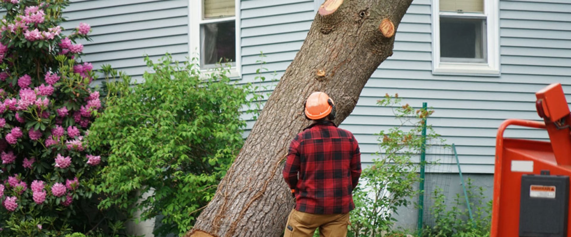 How Much Does it Cost to Remove a Tree Near Me?