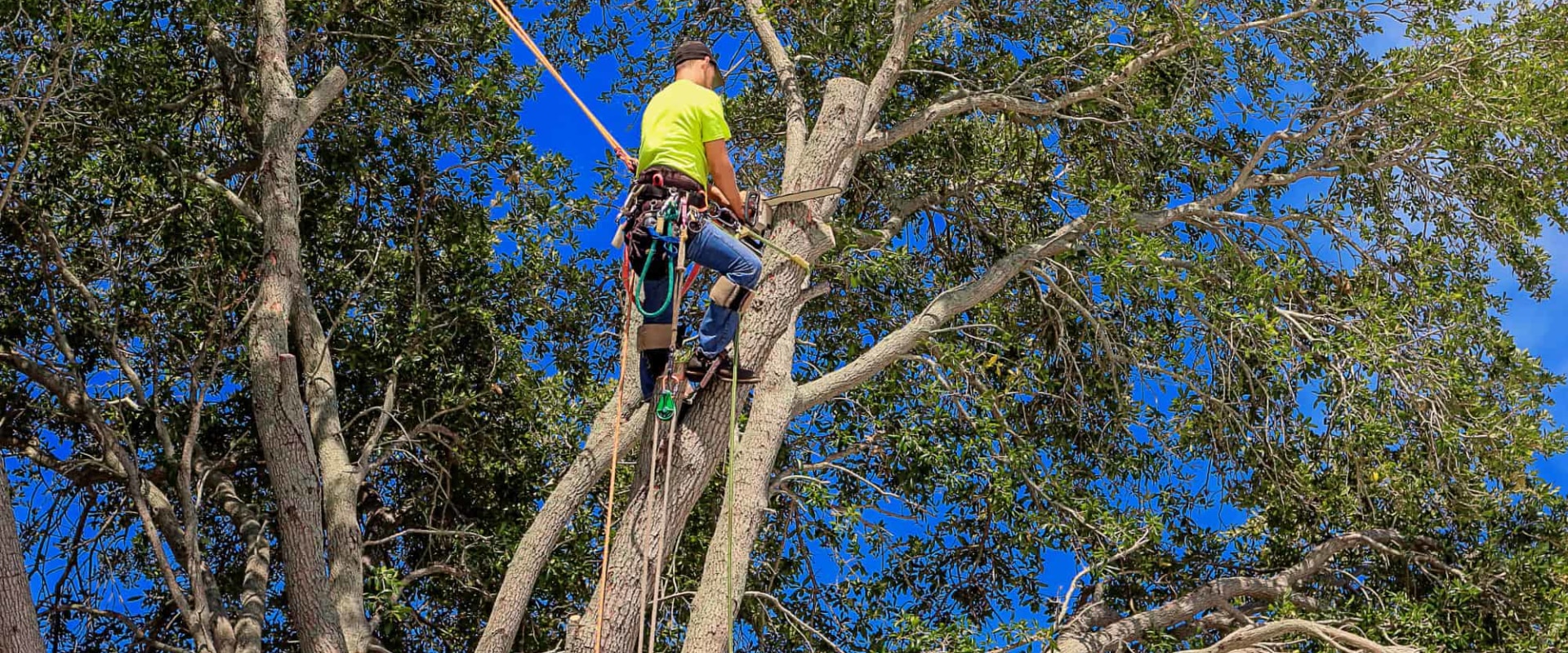 Do tree removal companies need a license?