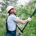 What to Look for When Hiring a Tree Trimmer