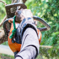 Questions to Ask Before Hiring a Tree Removal Service