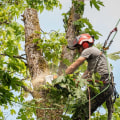 What Does a Tree Cutter Do?