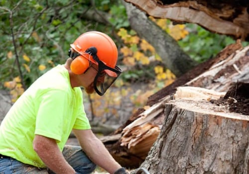 Tree Removal Service: What You Need to Know