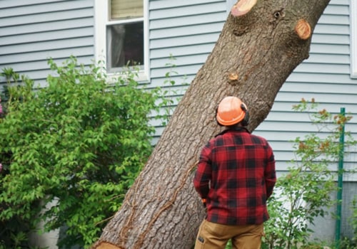 Small Tree Removal Services Near You: What You Need to Know