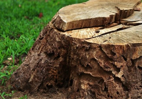 Grinding or Digging Up a Stump: What's the Best Option?