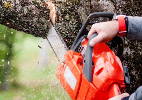 How to Choose the Right Tree Cutting Service