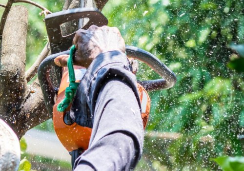 Questions to Ask Before Hiring a Tree Removal Service