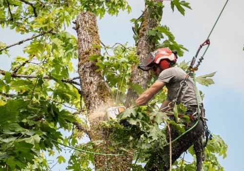 What Does a Tree Cutter Do?