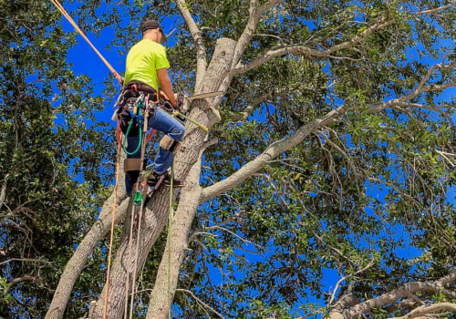 Do tree removal companies need a license?