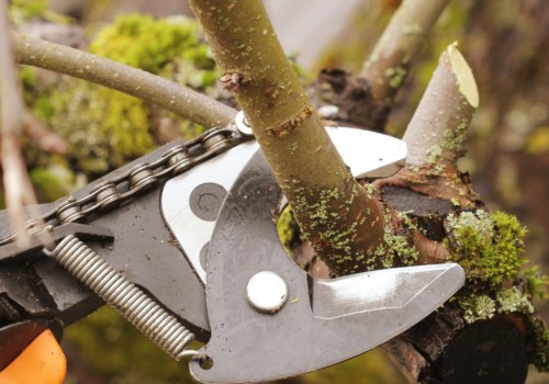 What Tools Does a Tree Trimmer Need?
